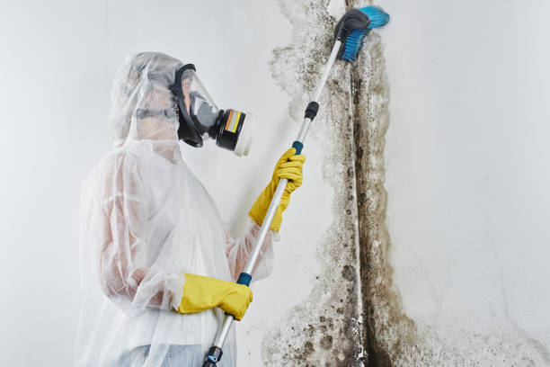 Best Crawl Space Mold Removal  in Brooksville, FL