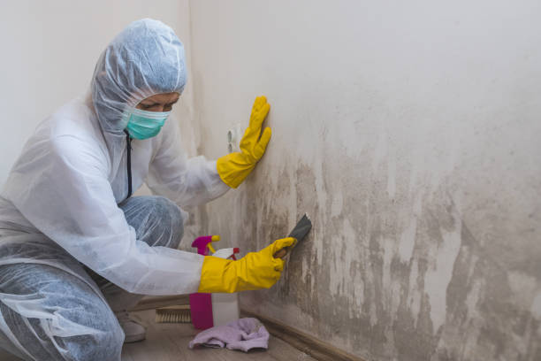 Best Toxic Mold Removal  in Brooksville, FL