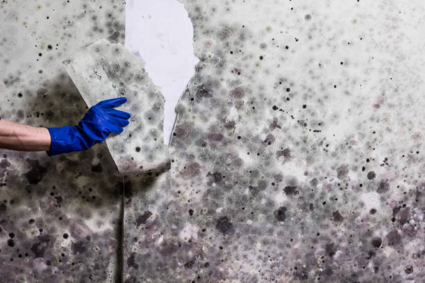 Best Mold Cleaning Services  in Brooksville, FL